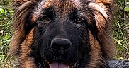Aïko participe au concours pour gagner de l'argent avec cette photo : dog, german_shepherd, tongue_out, fur, ears, pet, animal, outdoor, nature, greenery, canine, portrait, closeup, happy, tongue, muzzle, grass, leaf, head, cute