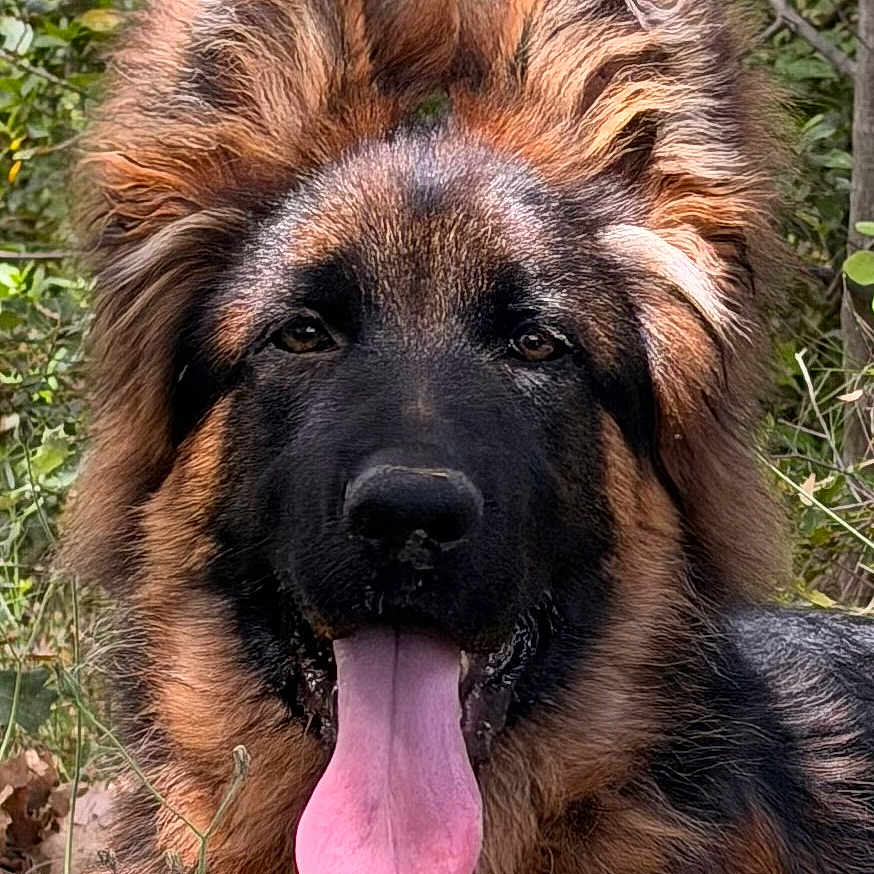 Aïko participe au concours pour gagner de l'argent avec cette photo : dog, german_shepherd, tongue_out, fur, ears, pet, animal, outdoor, nature, greenery, canine, portrait, closeup, happy, tongue, muzzle, grass, leaf, head, cute
