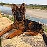 Aïko participe au concours pour gagner de l'argent avec cette photo : dog, german_shepherd, puppy, wet_fur, rock, river, water, nature, outdoor, grass, sky, mountains, landscape, animal, canine, young_dog, resting, portrait, curious, ears_up