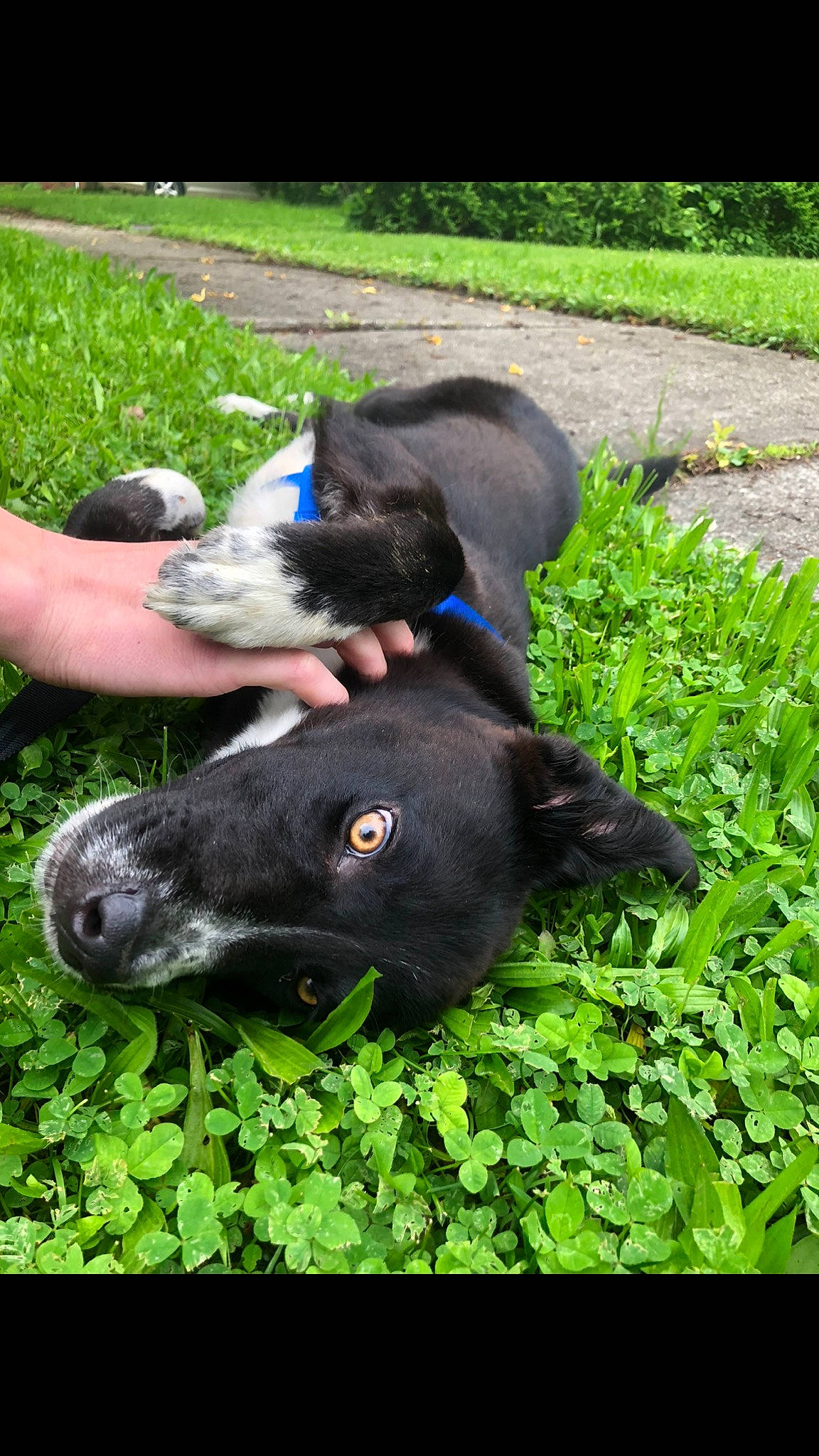 Maximum joined the competition — help win amazing prizes! canidae, carnivore, dog, dog_breed, grass, labrador_retriever, mammal, non_sporting_group, patterdale_terrier, plant, snout, sporting_group, vertebrate