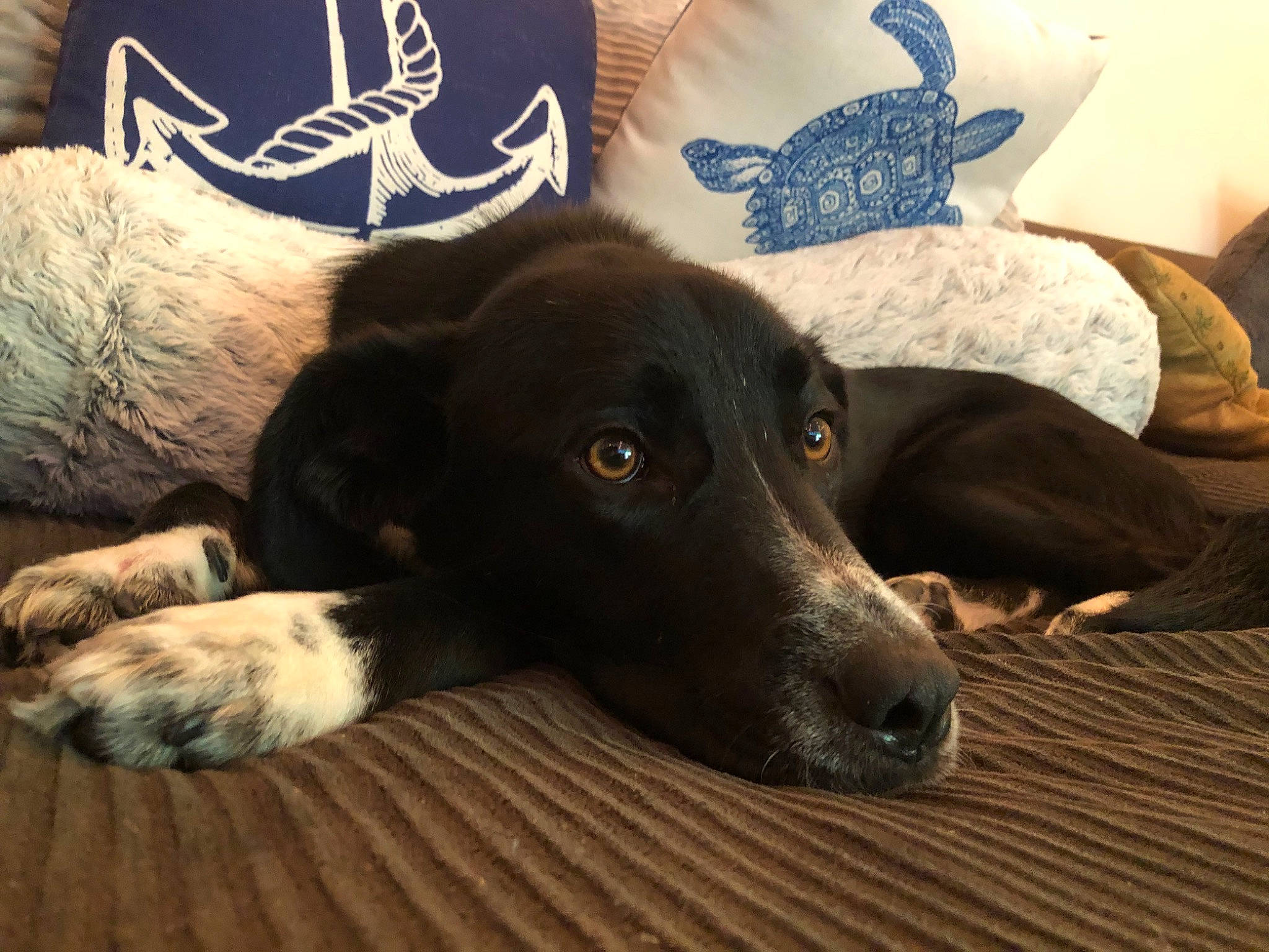 Maximum joined the competition — help win amazing prizes! beagador, borador, canidae, carnivore, companion_dog, dog, dog_breed, lurcher, mammal, saluki, sporting_group, vertebrate