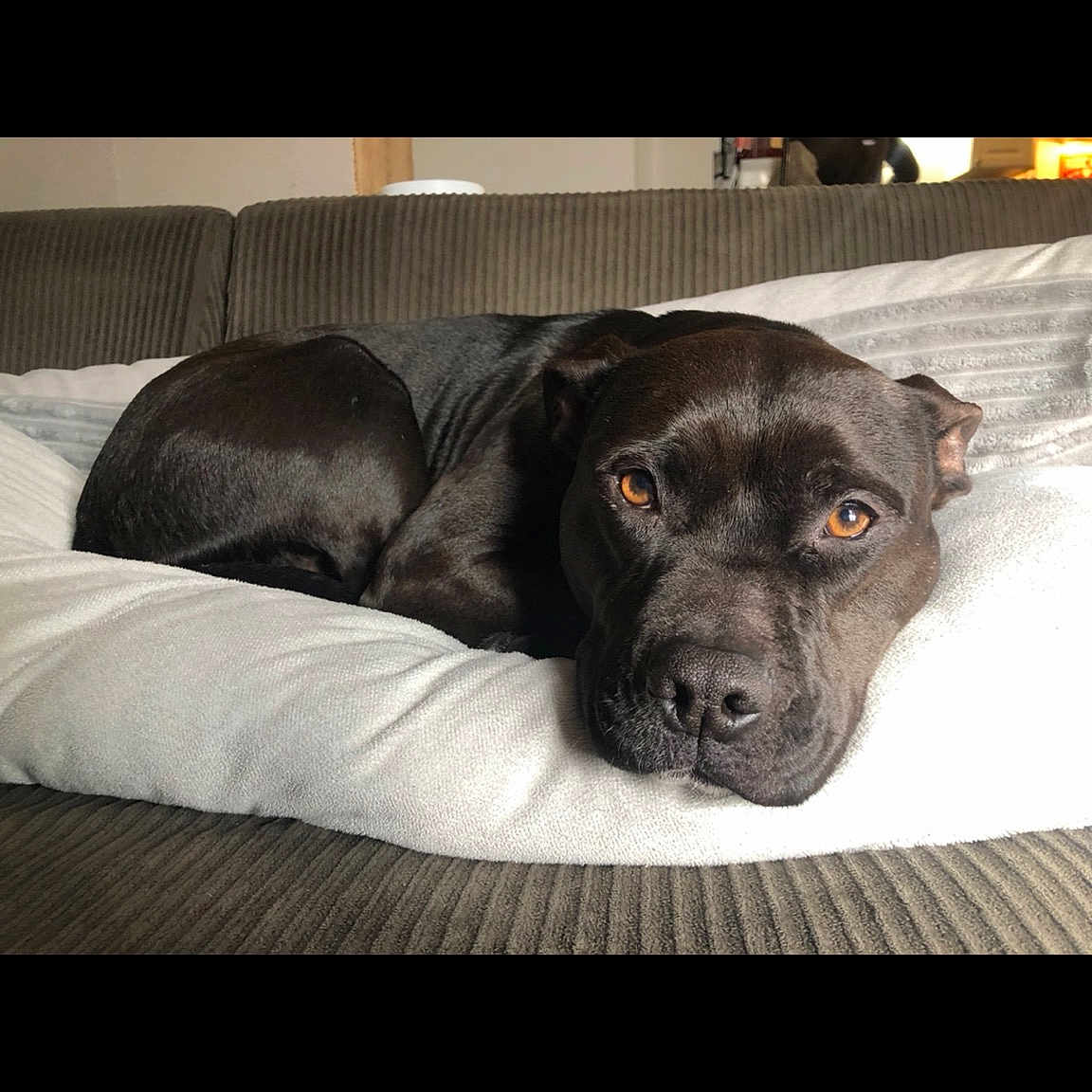 Chance joined the competition — help win amazing prizes! american_pit_bull_terrier, cane_corso, canidae, carnivore, companion_dog, dog, dog_breed, guard_dog, labrador_retriever, mammal, molosser, non_sporting_group, nose, puppy, snout, sporting_group, staffordshire_bull_terrier, vertebrate