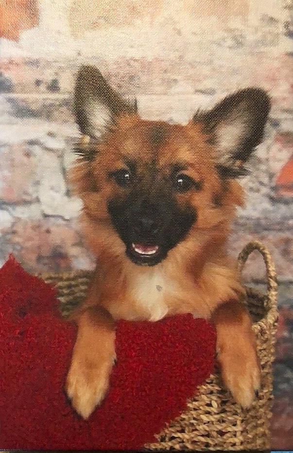 Coco Puff is registered to the contest to win money with this photo: belgian_shepherd_malinois, canidae, carnivore, dog, dog_breed, fawn, german_shepherd_dog, mammal, old_german_shepherd_dog, puppy, rare_breed_dog, snout, vertebrate, working_dog