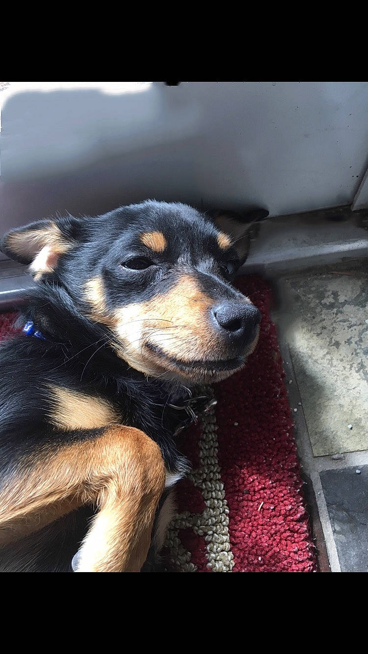 Maverick is registered to the contest to win money with this photo: canidae, carnivore, dog, dog_breed, german_pinscher, huntaway, jagdterrier, mammal, miniature_pinscher, pinscher, puppy, rottweiler, snout, sporting_group, street_dog, vertebrate