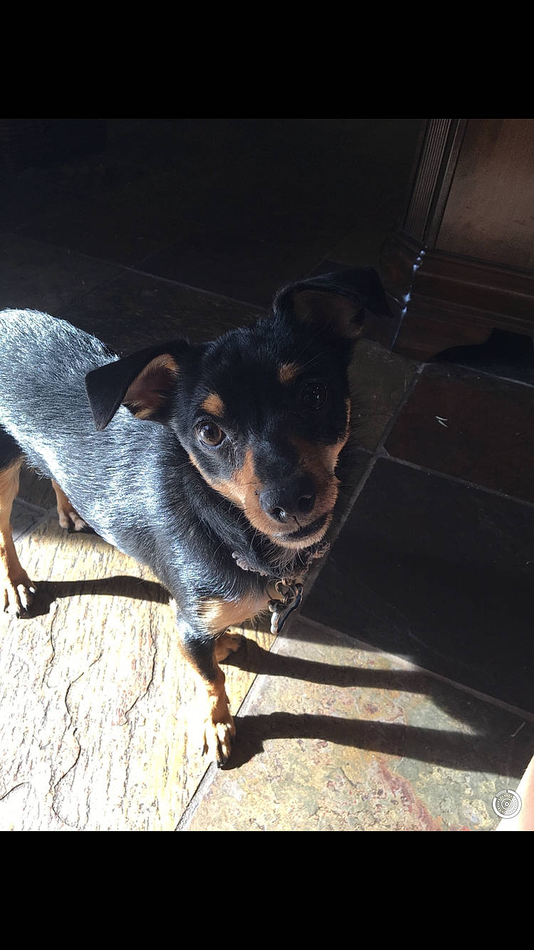 Maverick is registered to the contest to win money with this photo: canidae, carnivore, dog, dog_breed, german_pinscher, mammal, manchester_terrier, miniature_pinscher, prazsky_krysarik, snout, toy_dog, working_dog