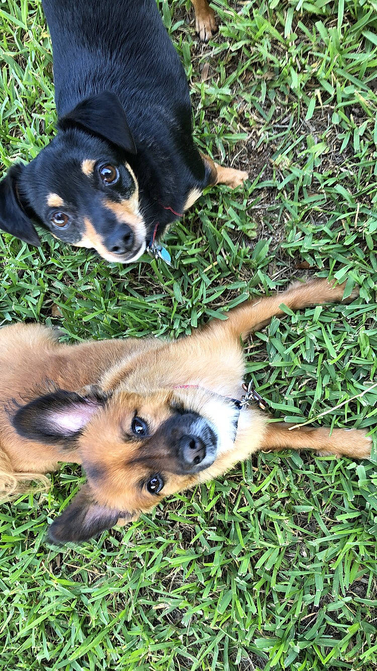 Maverick is registered to the contest to win money with this photo: black_and_tan_terrier, canidae, carlin_pinscher, carnivore, companion_dog, dog, dog_breed, fawn, grass, huntaway, mammal, miniature_pinscher, puppy, rottweiler, snout, vertebrate