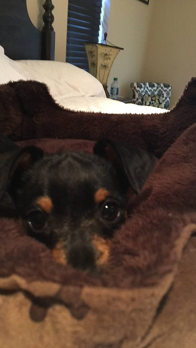 Maverick is registered to the contest to win money with this photo: canidae, carnivore, companion_dog, dog, dog_breed, fawn, miniature_pinscher, puppy, snout, toy_dog