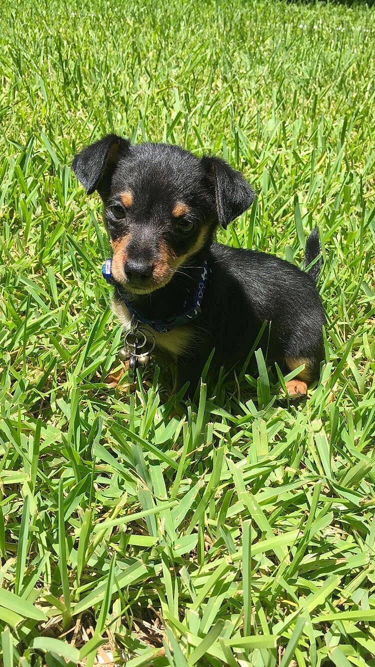 Maverick is registered to the contest to win money with this photo: black_and_tan_terrier, canidae, carlin_pinscher, carnivore, companion_dog, dog, dog_breed, english_toy_terrier, german_pinscher, grass, hunting_dog, mammal, miniature_pinscher, pinscher, prazsky_krysarik, puppy, rare_breed_dog, toy_dog, vertebrate