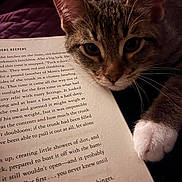 Myrrah is registered to the contest to win money with this photo: cat, tabby, paw, book, reading, close_up, indoor, pet, curious, feline, animal, cozy, relaxing, whiskers, face, soft_light, bed, blanket, domestic_cat, home