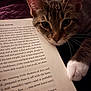 cat, tabby, paw, book, reading, close_up, indoor, pet, curious, feline, animal, cozy, relaxing, whiskers, face, soft_light, bed, blanket, domestic_cat, home