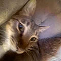 Zya H.