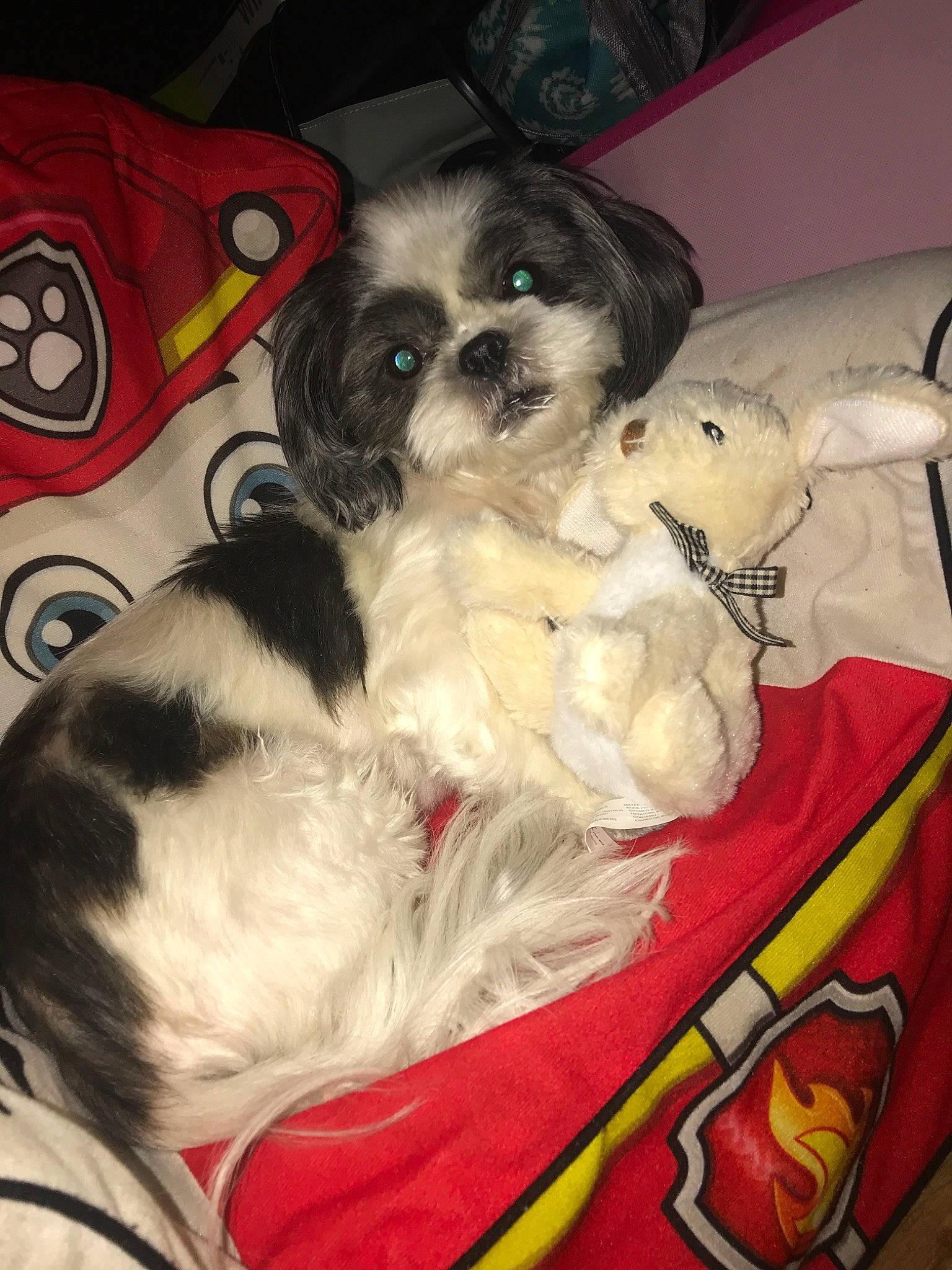 Laney joined the competition — help win amazing prizes! canidae, carnivore, chinese_imperial_dog, companion_dog, dog, dog_breed, japanese_chin, lhasa_apso, lowchen, mammal, non_sporting_group, pekapoo, pekingese, phalene, puppy, rare_breed_dog, shih_tzu, snout, sporting_group, toy_dog