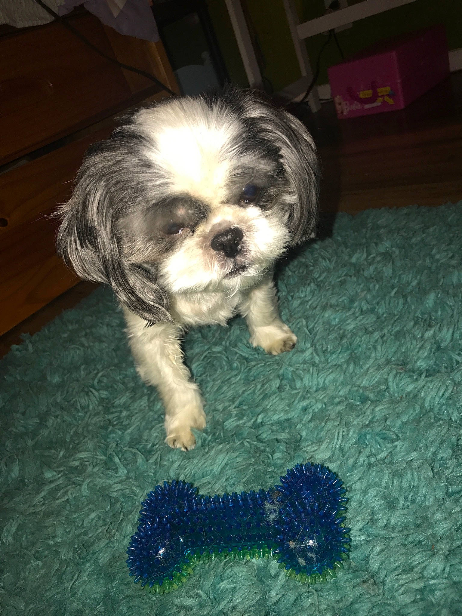Laney joined the competition — help win amazing prizes! canidae, carnivore, chinese_imperial_dog, companion_dog, dog, dog_breed, kyi_leo, lhasa_apso, lowchen, maltepoo, mammal, non_sporting_group, puppy, rare_breed_dog, shih_tzu, snout, sporting_group, tibetan_terrier, toy_dog, vertebrate