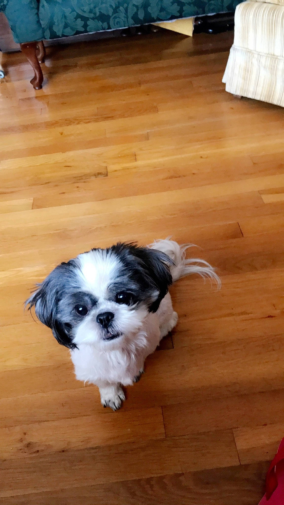 Laney joined the competition — help win amazing prizes! canidae, carnivore, cavachon, chinese_imperial_dog, companion_dog, dog, dog_breed, floor, flooring, japanese_chin, kyi_leo, mal_shi, mammal, morkie, pekapoo, puppy, shih_tzu, snout, toy_dog, vertebrate