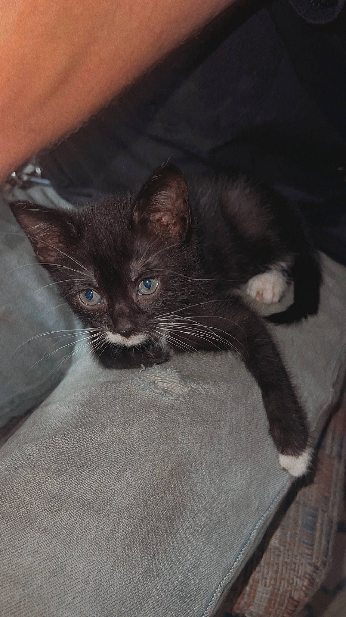 Asher is registered to the contest to win money with this photo: black_cat, carnivore, cat, claw, comfort, domestic_short_haired_cat, ear, felidae, fur, gesture, grey, havana_brown, paw, small_to_medium_sized_cats, tail, terrestrial_animal, whiskers