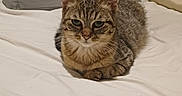 Noisette participe au concours pour gagner de l'argent avec cette photo : bed, bedroom, blanket, cat, cozy, domestic_animal, ears, eyes, fur, furniture, indoor, looking_at_camera, paws, pet, pillow, portrait, relaxed, resting, tabby_cat, whiskers
