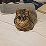 Noisette participe au concours pour gagner de l'argent avec cette photo : cat, tabby_cat, pet, bed, blanket, pillow, indoor, whiskers, ears, eyes, paws, fur, resting, cozy, portrait, looking_at_camera, bedroom, furniture, domestic_animal, relaxed