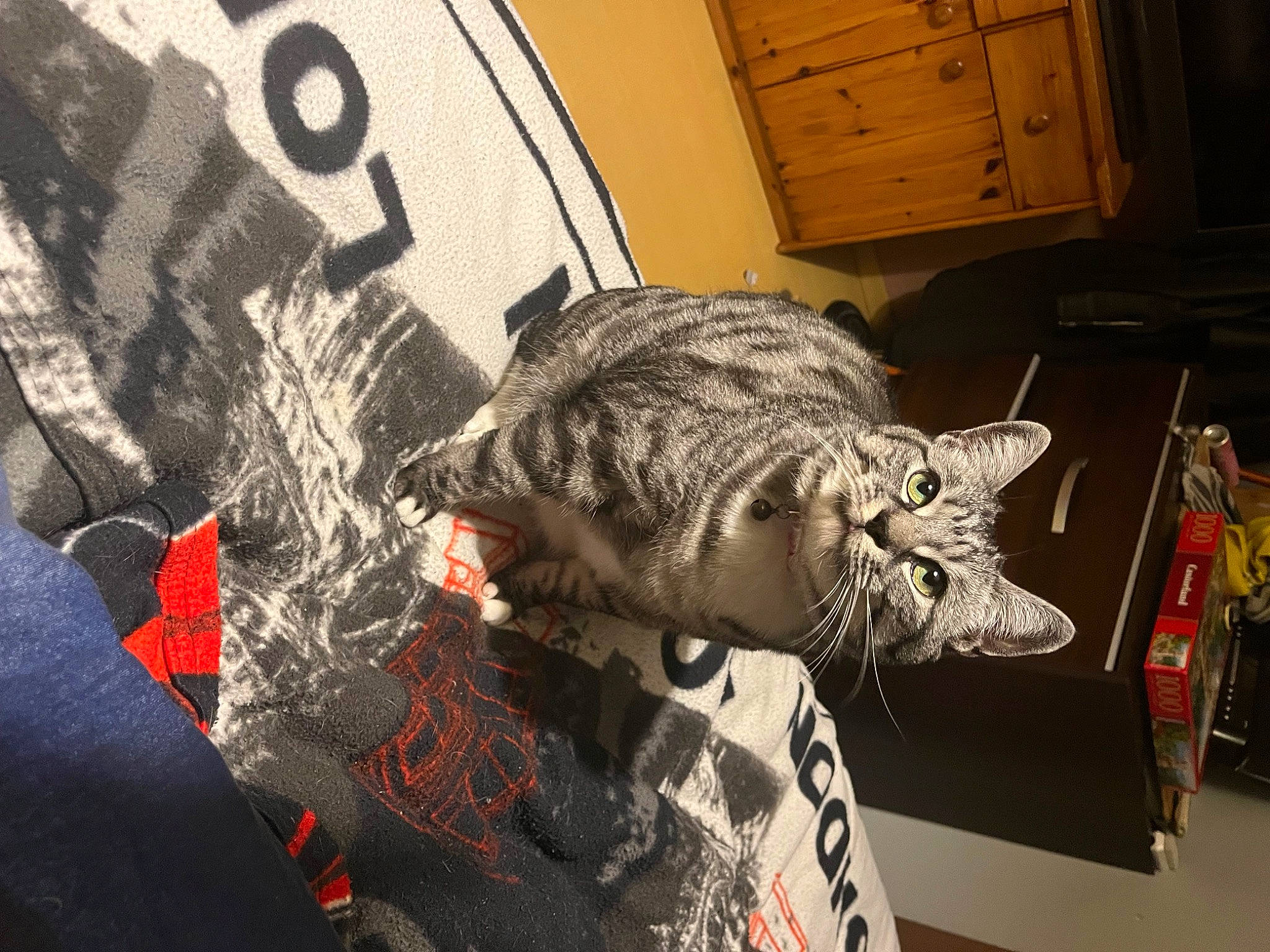 Oria a rejoint le concours — aidez-le/la à gagner de superbes lots ! cabinetry, carmine, carnivore, cat, chest_of_drawers, domestic_short_haired_cat, drawer, fang, felidae, fur, grey, military_camouflage, pattern, sleeve, small_to_medium_sized_cats, snout, visual_arts, whiskers