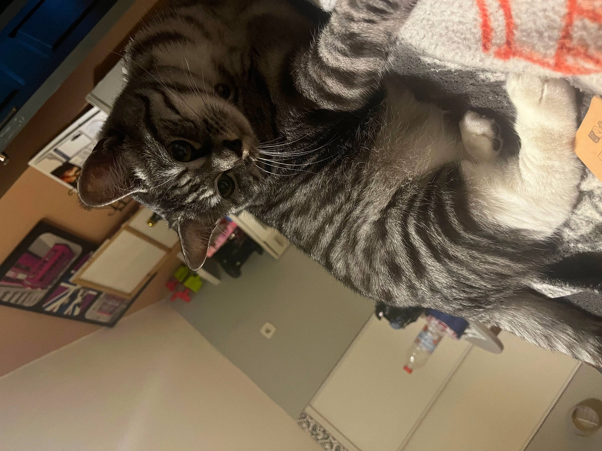 Oria participe au concours pour gagner de l'argent avec cette photo : carnivore, cat, claw, computer, domestic_short_haired_cat, ear, electrical_wiring, felidae, fur, gesture, room, shelf, small_to_medium_sized_cats, sporting_group, tail, whiskers, wrinkle