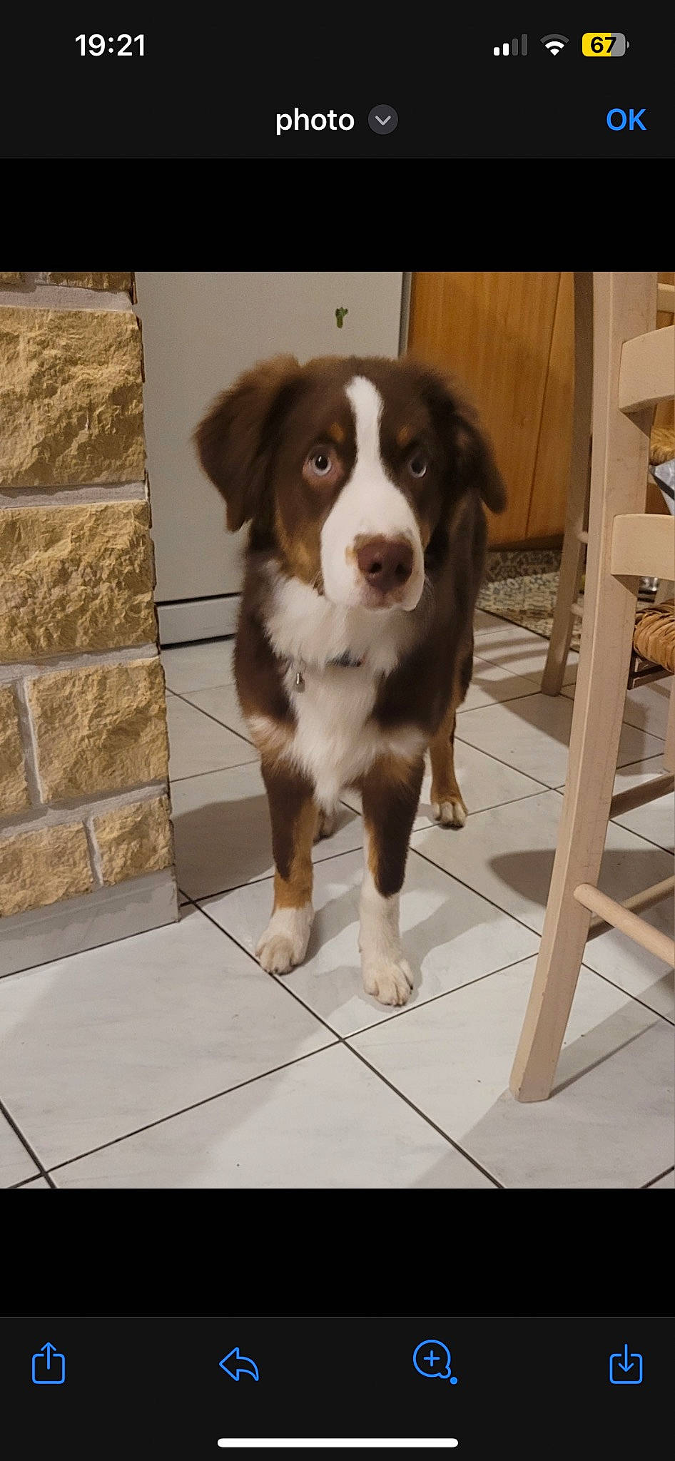 Paco a rejoint le concours — aidez-le/la à gagner de superbes lots ! brittany, canidae, carnivore, companion_dog, dog, dog_breed, door, gun_dog, hardwood, liver, porch, snout, spaniel, sporting_group, tail, terrestrial_animal, whiskers, wood, working_animal, working_dog