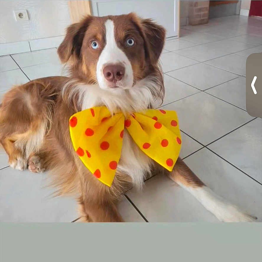 Paco participe au concours pour gagner de l'argent avec cette photo : accessories, advertisement, animal, bowtie, canine, computerhardware, dog, electronics, file, formalwear, hardware, hound, indoors, interiordesign, pet, photography, poster, puppy, snout, tie