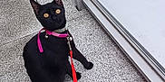Nina a rejoint le concours — aidez-le/la à gagner de superbes lots ! cat, black_cat, pet, collar, leash, hand, balcony, glass_railing, urban, outdoor, tiles, yellow_eyes, curious, animal, playful, domestic_cat, sitting, looking_up, sidewalk, daylight