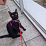 animal, balcony, black_cat, cat, collar, curious, daylight, domestic_cat, glass_railing, hand, leash, looking_up, outdoor, pet, playful, sidewalk, sitting, tiles, urban, yellow_eyes