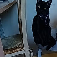 Nina participe au concours pour gagner de l'argent avec cette photo : cat, black_cat, chair, wooden_chair, furniture, indoor, pet, collar, curious, animal, sitting, domestic, floor, wall, seat, home, cute, looking, feline, cozy