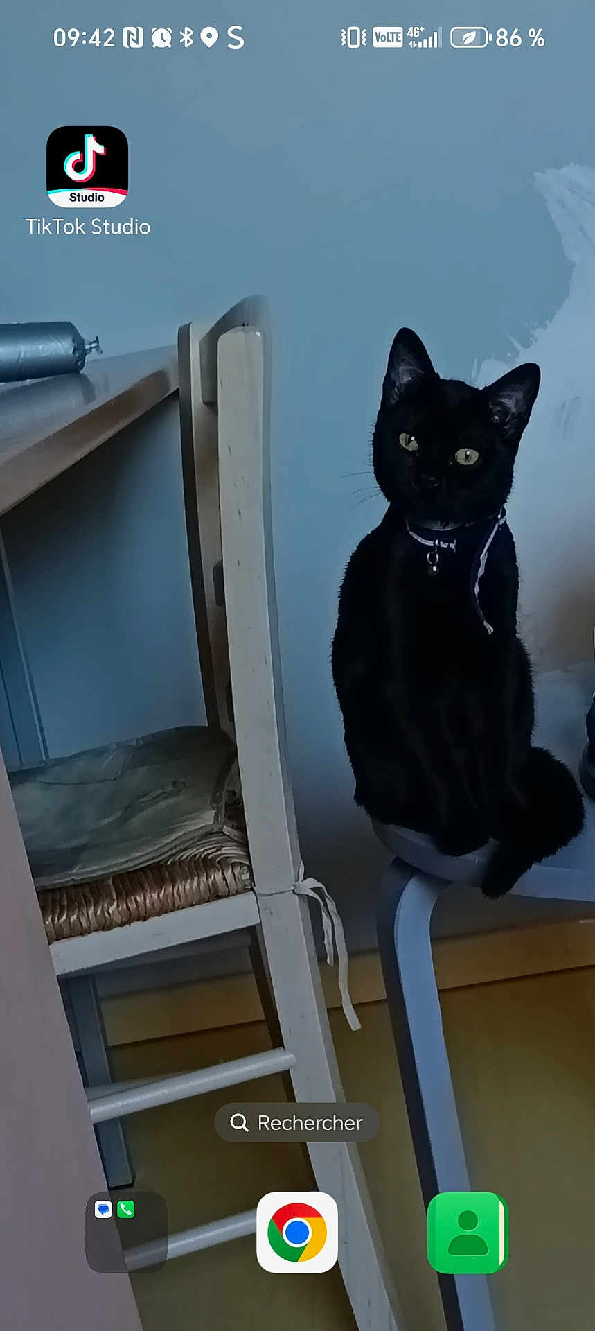 Nina participe au concours pour gagner de l'argent avec cette photo : cat, black_cat, chair, wooden_chair, furniture, indoor, pet, collar, curious, animal, sitting, domestic, floor, wall, seat, home, cute, looking, feline, cozy