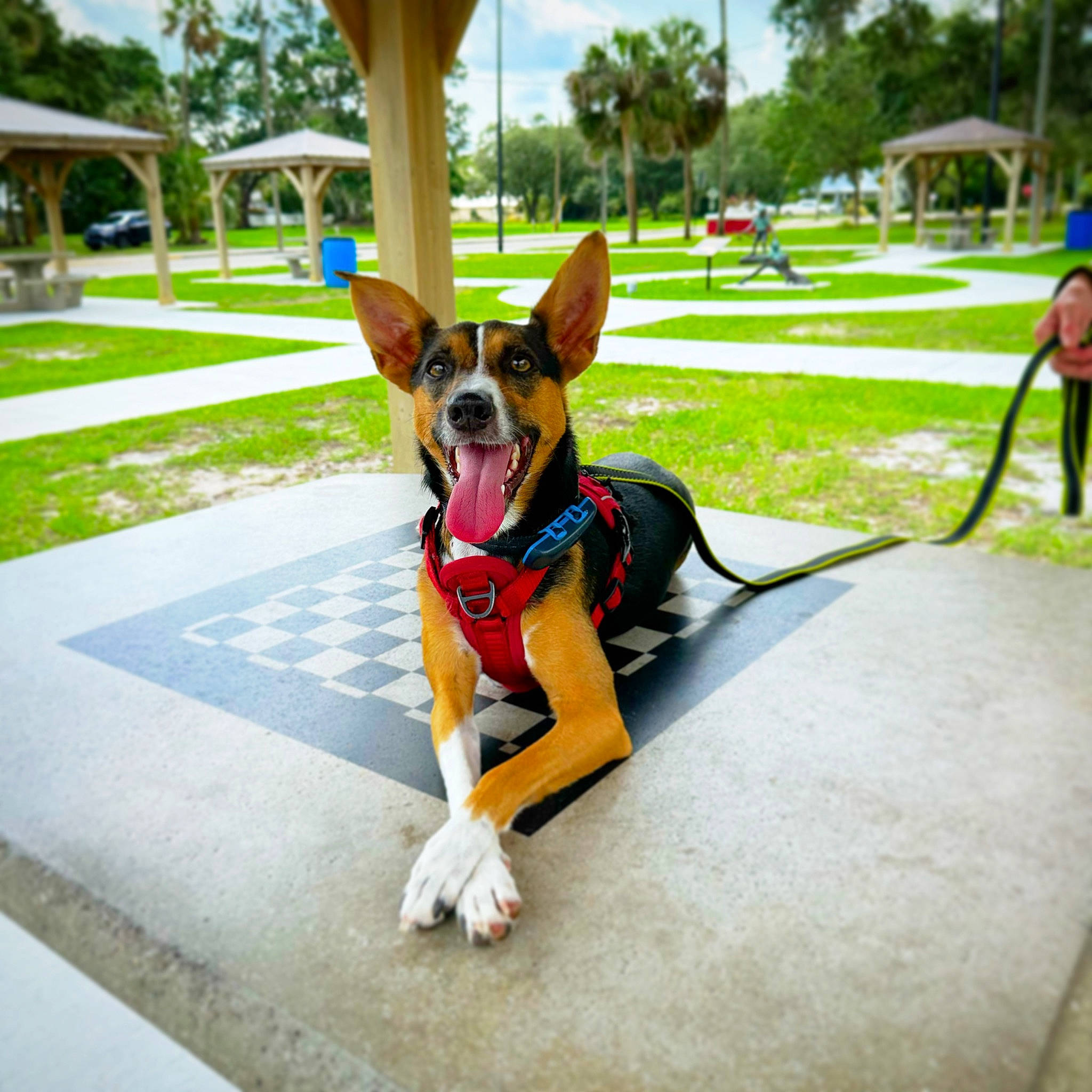 Jj is registered to the contest to win money with this photo: carnivore, collar, companion_dog, dog, dog_breed, dog_clothes, dog_supply, fawn, fun, grass, leash, leisure, plant, recreation, sky, snout, tail, toy_dog, tree, working_animal