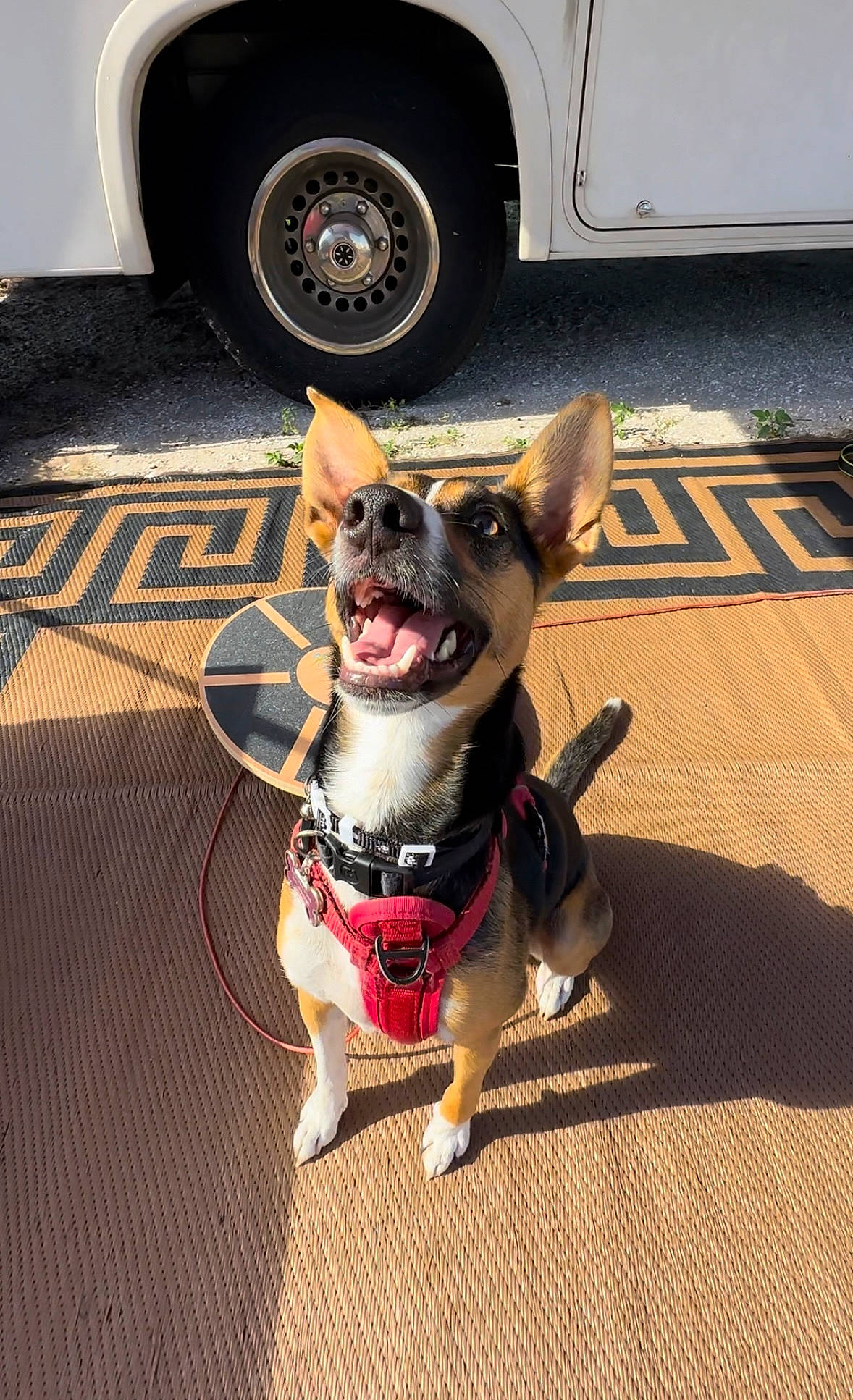 Jj is registered to the contest to win money with this photo: asphalt, automotive_tire, black, carnivore, collar, companion_dog, dog, dog_breed, dog_collar, fawn, fender, hubcap, light, motor_vehicle, road_surface, snapshot, tire, tread, vehicle, wheel