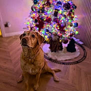 Nala joined the competition — help win amazing prizes! animal, background_blur, christmas_tree, cute, decorations, dog, festive, golden_retriever, holiday, home, indoor, lights, looking_up, mammal, ornaments, pet, seasonal, sitting, warm_lighting, wooden_floor