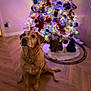 animal, background_blur, christmas_tree, cute, decorations, dog, festive, golden_retriever, holiday, home, indoor, lights, looking_up, mammal, ornaments, pet, seasonal, sitting, warm_lighting, wooden_floor