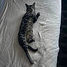 Han Solo is registered to the contest to win money with this photo: cat, tabby_cat, pet, animal, feline, lying_down, reclining, back, raised_paw, long_tail, striped_fur, whiskers, ears, eyes, cushion, white_blanket, furniture, indoor, cozy, portrait