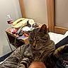 Han Solo joined the competition — help win amazing prizes! cat, tabby_cat, sleeping, relaxed, pet, feline, striped_fur, whiskers, ears, paws, animal, lap, person, bed, bedroom, nightstand, telephone, water_bottle, indoor, cozy