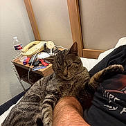 Han Solo joined the competition — help win amazing prizes! cat, tabby_cat, pet, sleepy, relaxed, stretching, paw, fur, whiskers, animal, indoors, bedroom, bed, human_lap, person, nightstand, telephone, water_bottle, clutter, cozy