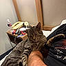 cat, tabby_cat, pet, sleepy, relaxed, stretching, paw, fur, whiskers, animal, indoors, bedroom, bed, human_lap, person, nightstand, telephone, water_bottle, clutter, cozy