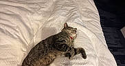 Han Solo is registered to the contest to win money with this photo: cat, tabby_cat, sleeping, lying_down, bed, white_bedding, blanket, bedroom, indoor, home, pet, collar, striped_fur, relaxed, nap, television, furniture, cozy, domestic_animal, photography