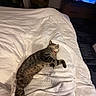 cat, tabby_cat, sleeping, lying_down, bed, white_bedding, blanket, bedroom, indoor, home, pet, collar, striped_fur, relaxed, nap, television, furniture, cozy, domestic_animal, photography