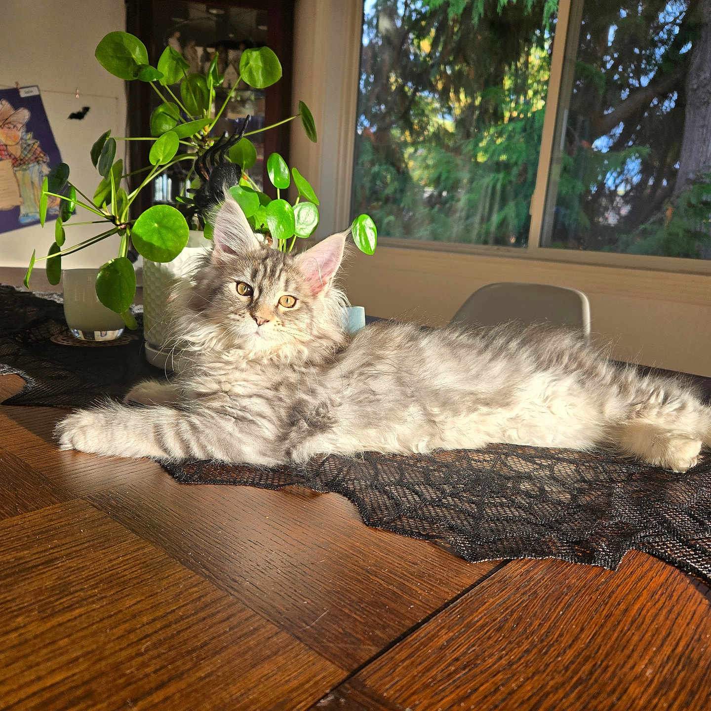 Macchi joined the competition — help win amazing prizes! animal, architecture, building, cat, chair, flower, furniture, hardwood, indoors, interiordesign, leaf, livingroom, person, pet, plant, plywood, pottedplant, room, tree, wood