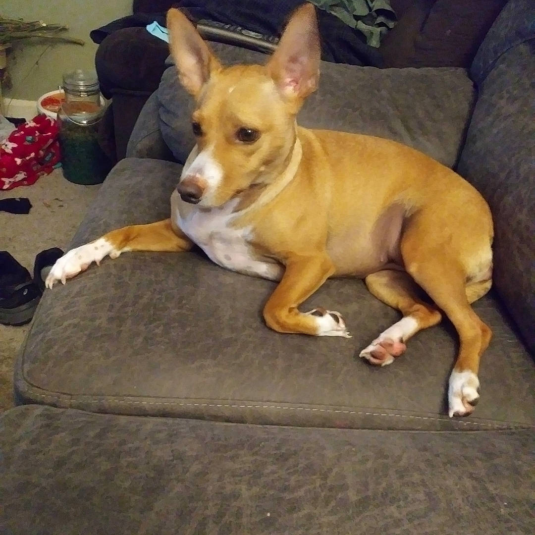 Nala is registered to the contest to win money with this photo: ancient_dog_breeds, canidae, carnivore, chihuahua, collar, comfort, companion_dog, dog, dog_breed, fawn, fur, luggage_and_bags, paw, russkiy_toy, sporting_group, tableware, tail, toy_dog, whiskers, working_animal