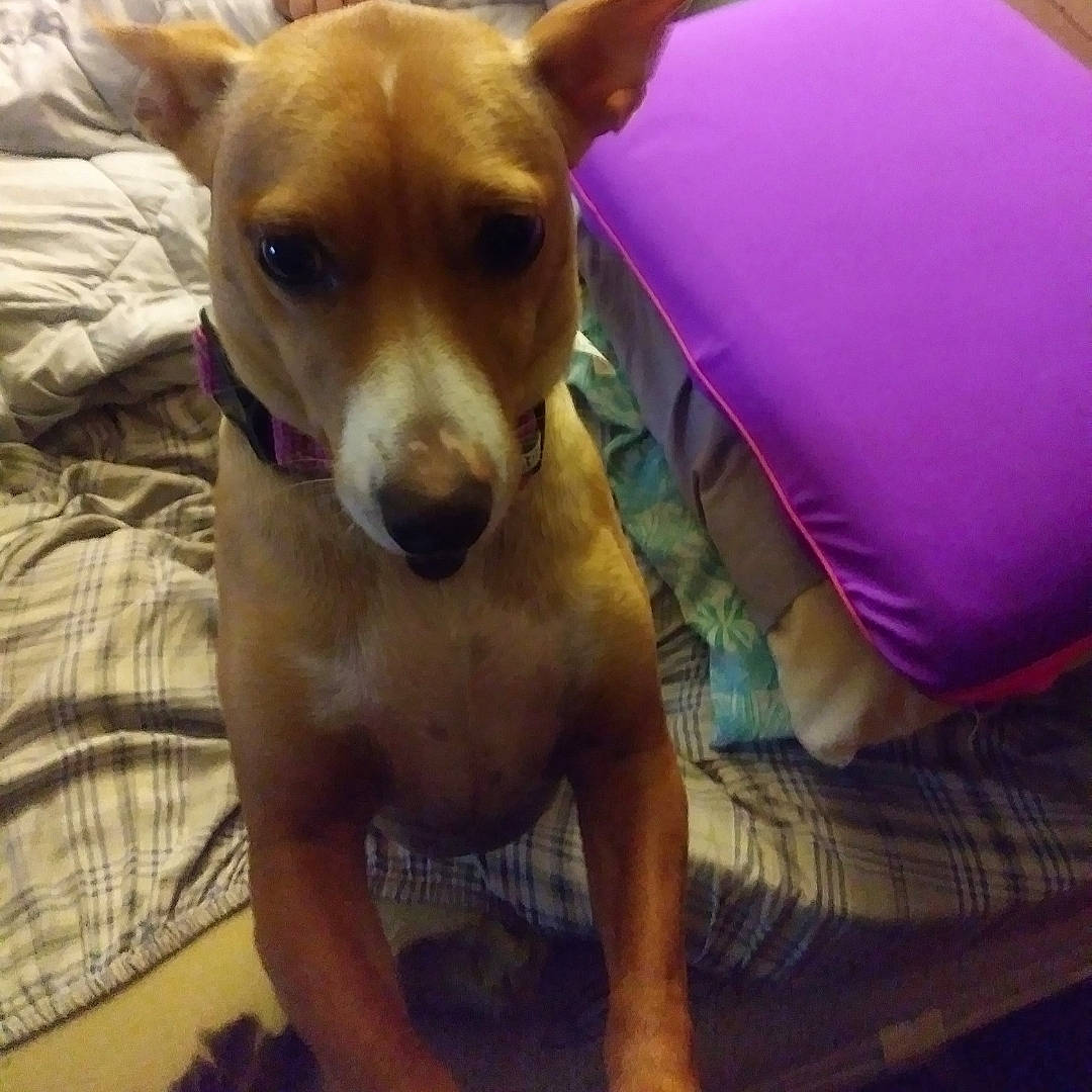 Nala is registered to the contest to win money with this photo: ancient_dog_breeds, canidae, carnivore, comfort, companion_dog, couch, dog, dog_breed, ear, fur, non_sporting_group, sporting_group, toy_dog, whiskers, working_animal