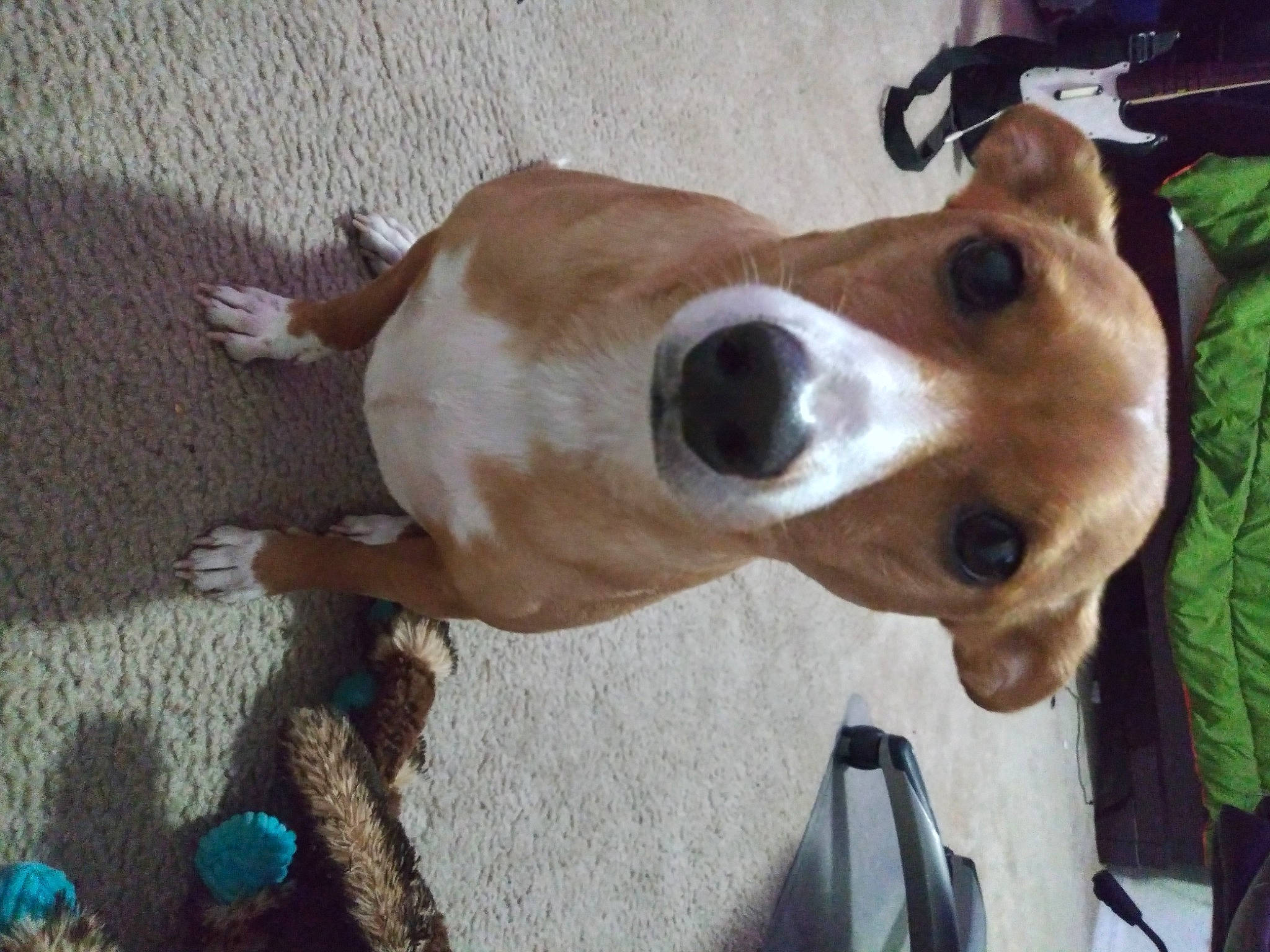 Nala is registered to the contest to win money with this photo: canidae, carnivore, collar, companion_dog, dog, dog_breed, dog_collar, dog_supply, door, fawn, hunting_dog, non_sporting_group, pet_supply, snout, sporting_group, whiskers, working_animal