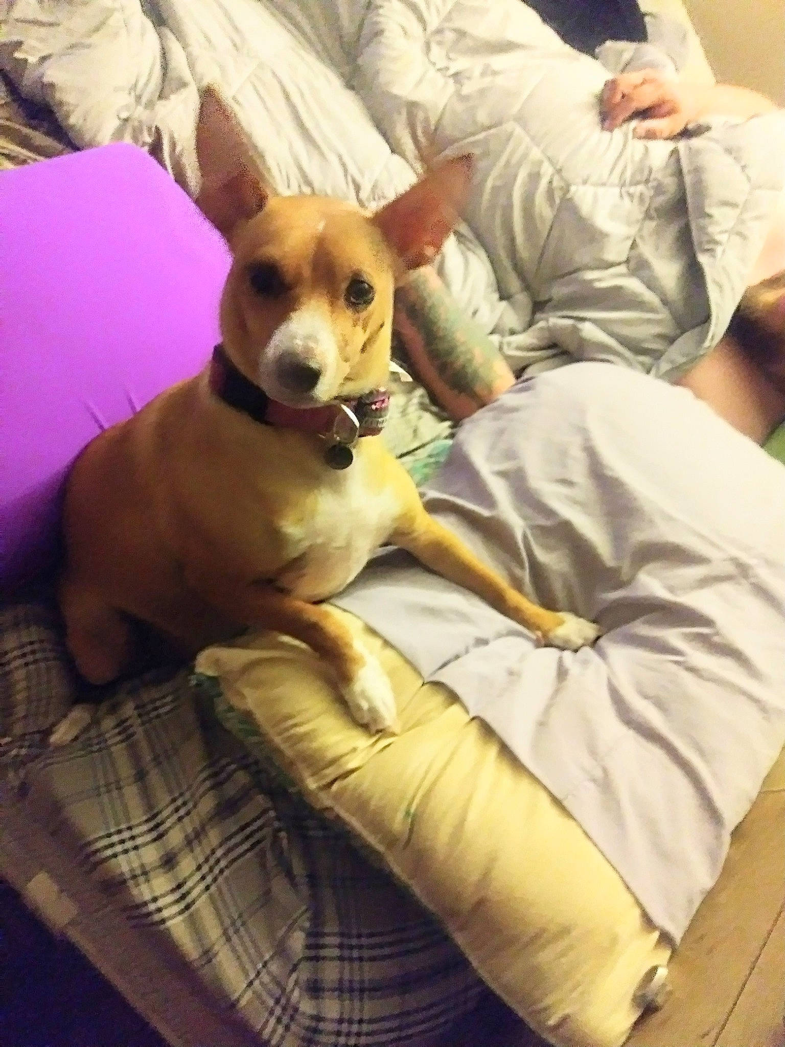 Nala joined the competition — help win amazing prizes! bed, canidae, carnivore, chihuahua, comfort, companion_dog, couch, dog, dog_breed, dog_supply, fawn, fur, furniture, sitting, snout, sporting_group, sunglasses, toy_dog, whiskers, working_animal