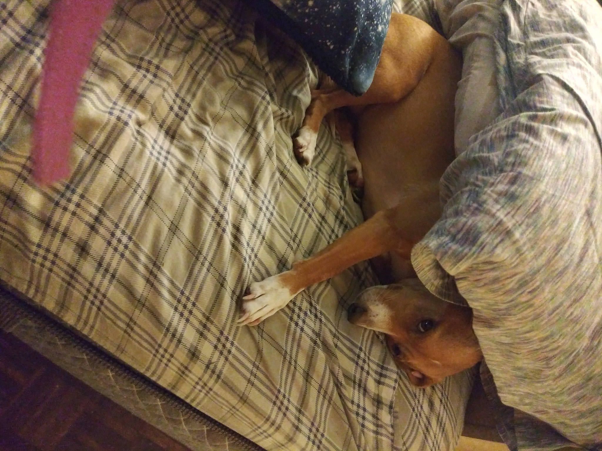 Nala joined the competition — help win amazing prizes! comfort, companion_dog, dog, elbow, fawn, finger, flooring, fun, fur, hand, hardwood, human_leg, nail, pattern, soil, thigh, tree, wood, working_animal, wrist