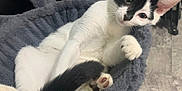 Luke is registered to the contest to win money with this photo: cat, black_and_white, pet, indoor, relaxed, feline, cozy, cat_bed, curious, paw, fur, animal, mammal, whiskers, ears, tail, close_up, portrait, cute, resting