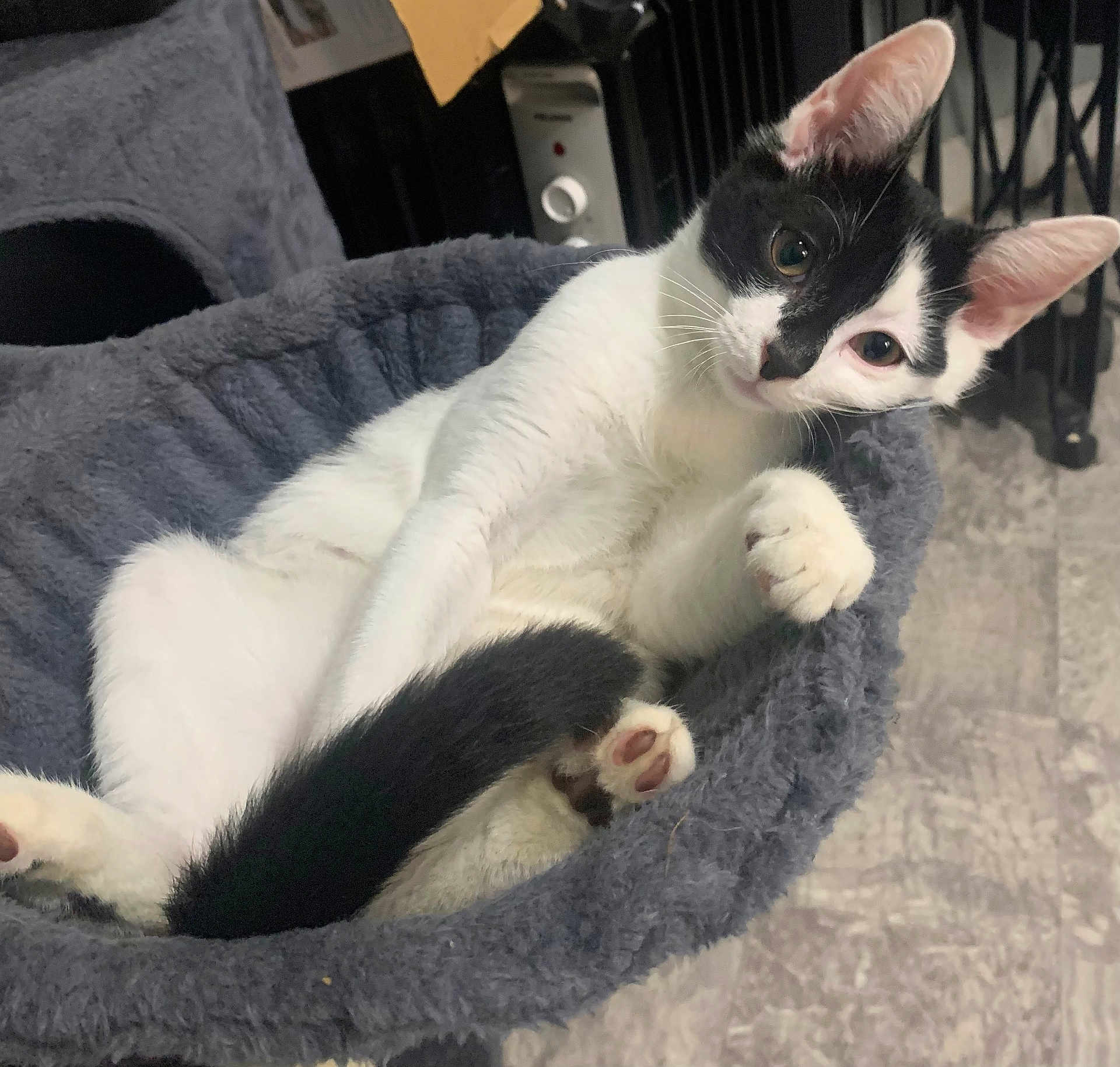 Luke is registered to the contest to win money with this photo: cat, black_and_white, pet, indoor, relaxed, feline, cozy, cat_bed, curious, paw, fur, animal, mammal, whiskers, ears, tail, close_up, portrait, cute, resting