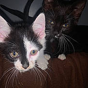 Luke is registered to the contest to win money with this photo: cat, kitten, black_and_white, black_cat, whiskers, pets, animal, curious, close_up, indoor, brown_blanket, feline, cute, eyes, ears, young, two_animals, looking, soft_light, domestic_animal