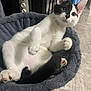 Luke is registered to the contest to win money with this photo: kitten, cat, black_and_white, pet, cat_bed, indoor, floor, curious, alert, whiskers, paw, soft, relaxed, feline, animal, cute, small, young, domestic, household