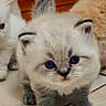 Orphee participe au concours pour gagner de l'argent avec cette photo : asian, asian_semi_longhair, british_semi_longhair, british_shorthair, carnivoran, cat, cat_like_mammal, domestic_short_haired_cat, himalayan, kitten, mammal, ragdoll, small_to_medium_sized_cats, snout, whiskers